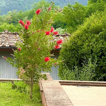 The Olive House * Lucca