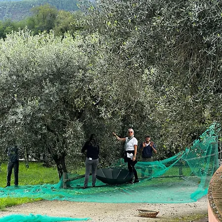 The Olive House Holiday home
